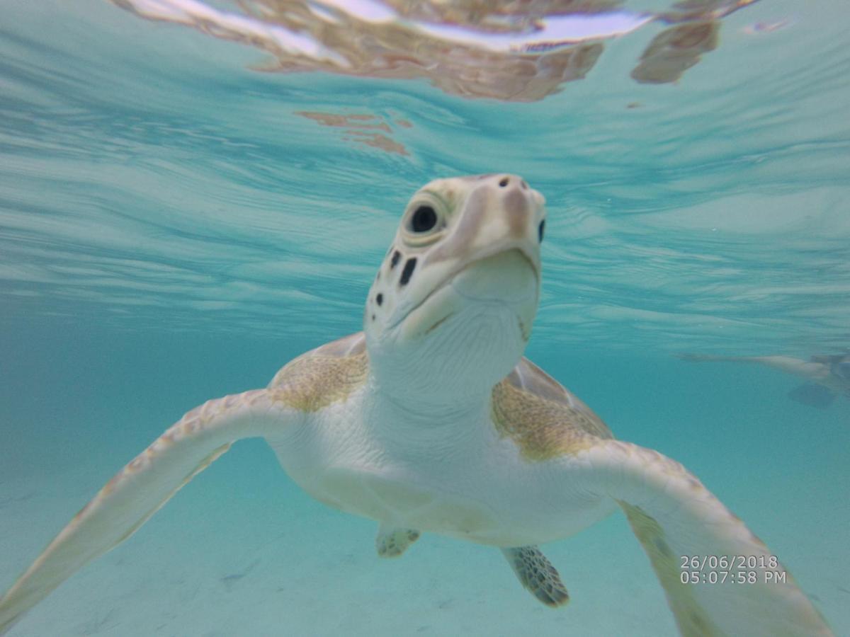 Ferienwohnung Turtles Nest Bahamas Great Exuma Exterior foto
